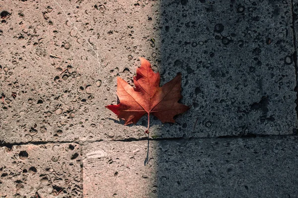 Fallen brown leaf on the partly shaded ground