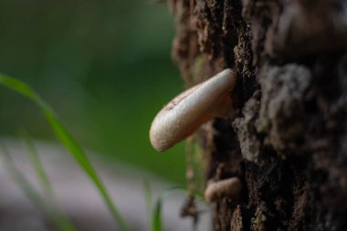 Ağaçtaki mantarlar zemin seviyesinden odaklanmış.