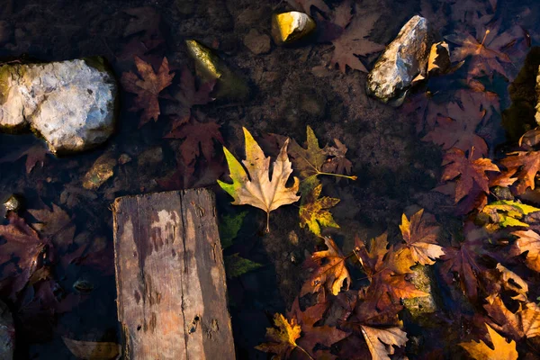 Padlé Listy Vodě Kameny Kus Dřeva Vysokoúhlého Pohledu — Stock fotografie