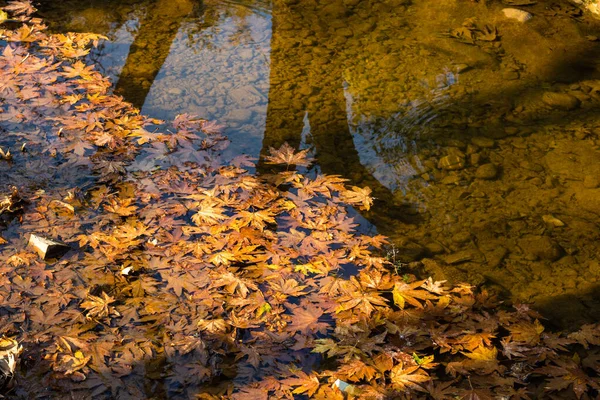 Fallen Leaves Surface Puddle Reflection Trees Autumn — Stock Photo, Image