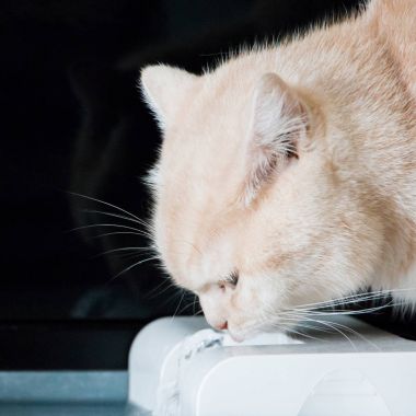Kedi--dan evde beslenen hayvan su çeşmeleri içme. İskoç düz kısa saçlı kahverengi renk.