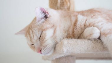 Kedi kınamak üzerinde uyuyor. Tekir kahverengi renkli, ABD'li kısa saç melez. Yumuşak sesi