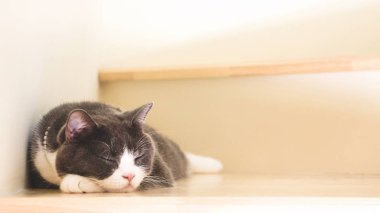 Şirin kedi ahşap merdivenlerde, İskoç fold kulak uyuyan gri ve beyaz renk açılmak. Yumuşak sesi.