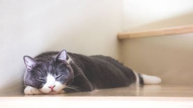 Şirin kedi ahşap merdivenlerde, İskoç fold kulak uyuyan gri ve beyaz renk açılmak. Yumuşak sesi.