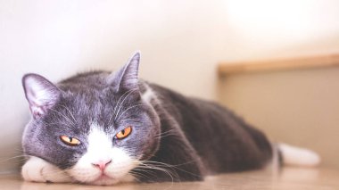 Şirin kedi ahşap merdivenlerde, İskoç fold kulak uyuyan gri ve beyaz renk açılmak. Yumuşak sesi.