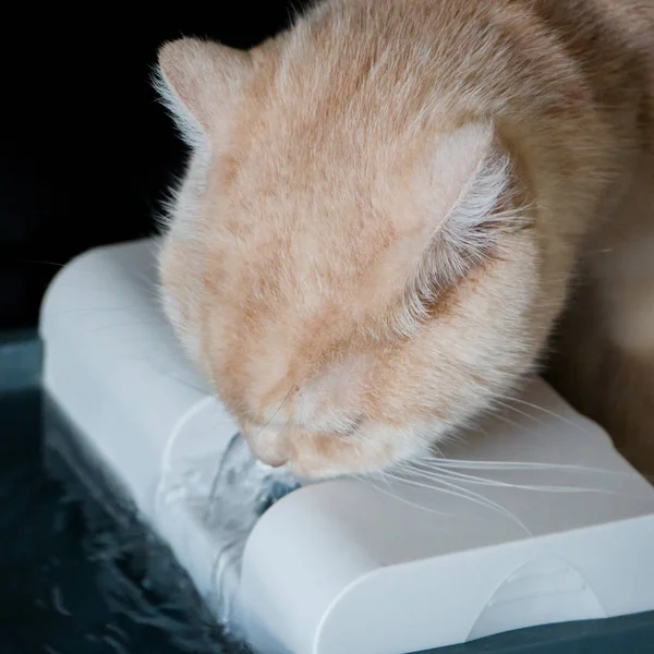 Cat drinking from pet water fountains. Scottish straight short hair brown color.