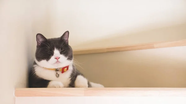 Şirin kedi ahşap merdivenlerde, İskoç fold kulak uyuyan gri ve beyaz renk açılmak. Yumuşak sesi.