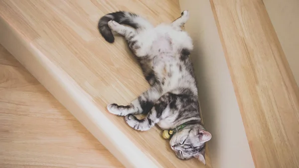 Lindo gato durmiendo en escaleras de madera, ojos verdes Tabby y color gris, pelo corto americano medio sangre. Vista superior. Tono vintage . — Foto de Stock