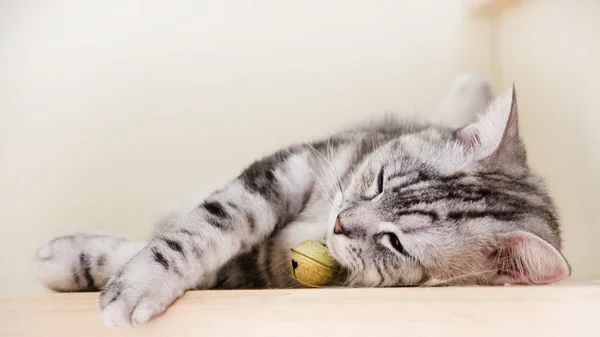 Ahşap merdiven, Tabby yeşil gözler ve gri renkli, Amerikalı stenografi melez uyuyan sevimli kedi. Üstten Görünüm. Vintage sesi.