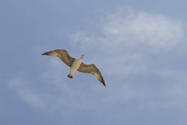 Bir martı, mavi gökyüzünde süzülen ücretsiz 