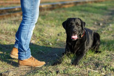 Siyah Labrador usta ayaklar yalan.