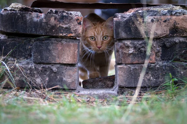Ginger cat among the bricks.