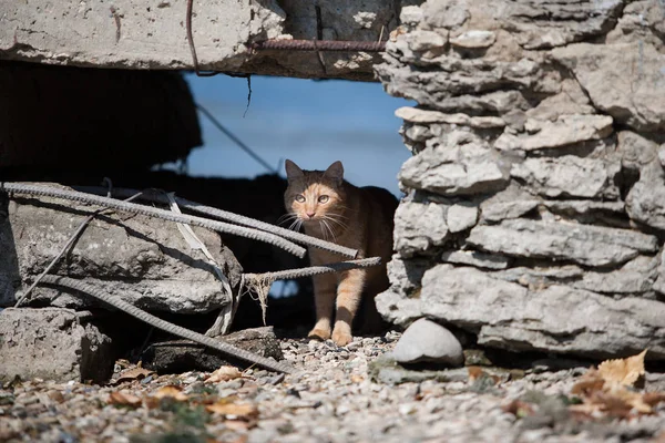Імбирний кіт сидить на каменях . — стокове фото