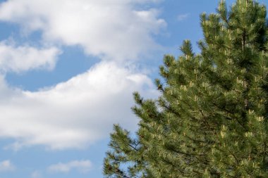 Ladin beyaz mavi gökyüzü karşı parçası.