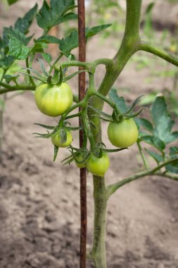 Güneşli bir günde sebze bahçesinde yetişen bir çalılığın dalındaki yeşil domatesler. Sağlıklı doğal gıdalar yetiştiriyor..