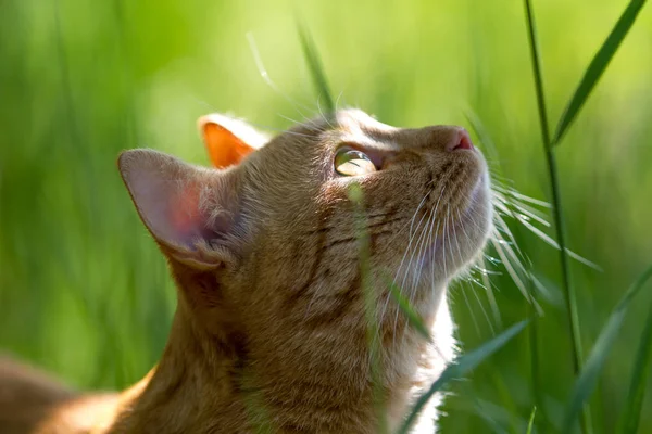 Chat orange dans l'herbe verte. Cherche. . — Photo