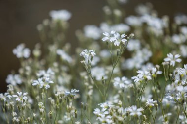 Yabani papatya alanında. Seçici odak.