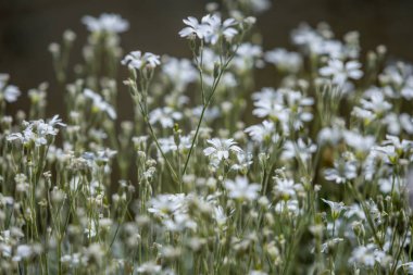 Yabani papatya alanında. Seçici odak.
