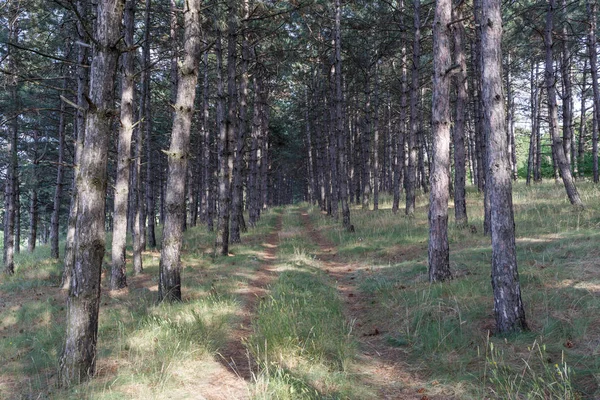 Las sosnowy i ścieżka. — Zdjęcie stockowe