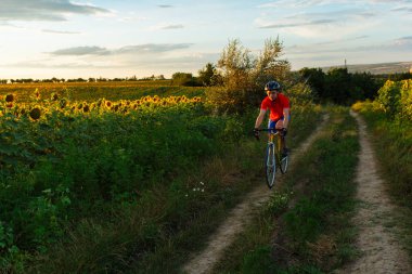 Kırmızı mavi formundaki bisikletçi ile ayçiçeği alanları gidiyor. Güzel bir mavi gökyüzü arka planda. Yatay olarak çerçeveli atış.