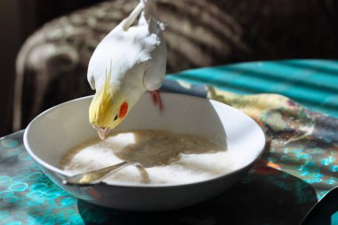 Papağan beyaz corella bir plaka yulaf lapası yemek.