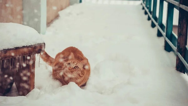 Red cat looking at snow falling. Copy space. — Stock Photo, Image