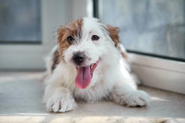 Portre Jack Russell Terrier köpek. Taş bir pencere üzerinde yatıyor. Yatay olarak çerçeveli atış.
