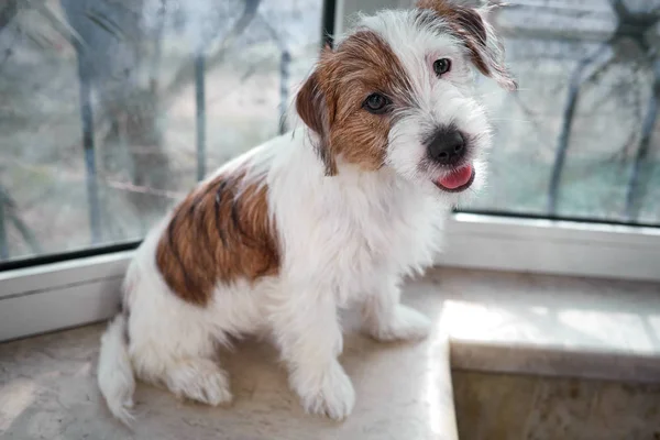 Portre Jack Russell Terrier köpek. Taş bir pencere üzerinde duruyor.
