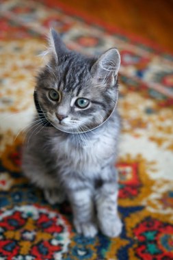 Ameliyattan sonra kafasında veteriner plastik konisi olan küçük gri kedi yavrusu iyileşiyor. Hayvan Sağlığı Hizmetleri.