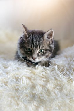 Ameliyattan sonra kafasında veteriner plastik konisi olan küçük gri kedi yavrusu iyileşiyor. Hayvan Sağlığı Hizmetleri.