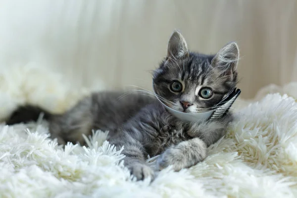 Ameliyattan sonra kafasında veteriner plastik konisi olan küçük gri kedi yavrusu iyileşiyor. Hayvan Sağlığı Hizmetleri.
