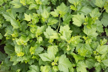 Doğal yeşil yaprak duvarı. Yeşil yaprak dokusu. Yukarıdan bak. Yatay çerçeveli çekim.