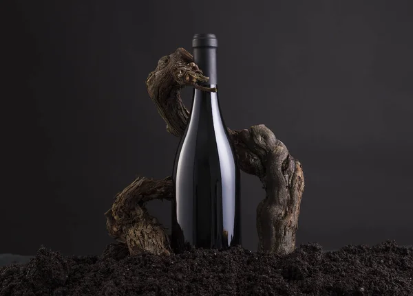Bottiglia di vino con vite per abbracciare la bottiglia, da terra e sfondo nero Immagini Stock Royalty Free