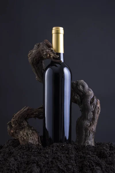 Bottiglia di vino con vite per abbracciare la bottiglia, da terra e sfondo nero Fotografia Stock