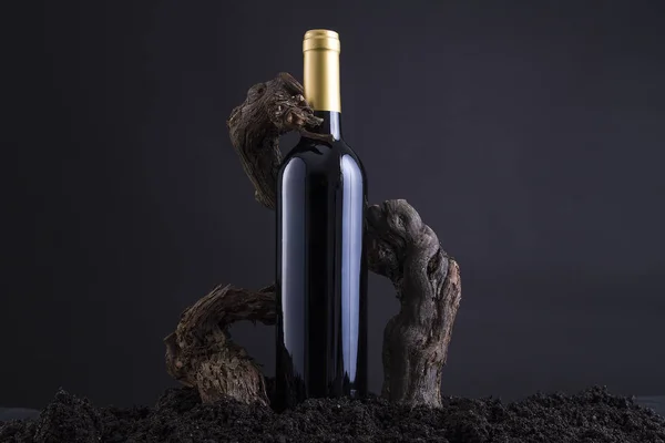 Bottiglia di vino con vite per abbracciare la bottiglia, da terra e sfondo nero Fotografia Stock