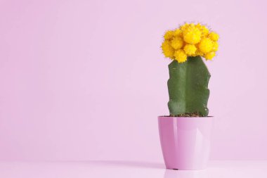 Kaktüs vanilya pastel moda renk