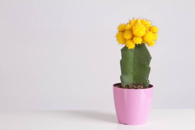 Kaktüs vanilya pastel moda renk