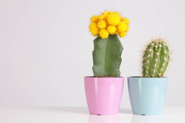 Kaktüs vanilya pastel moda renk