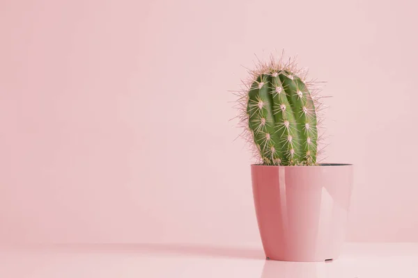 Cactus Vanilla Pastels Trendy Color — Stock Photo, Image