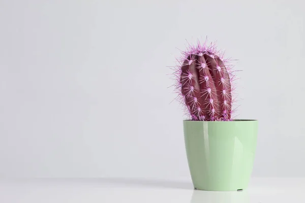 Cactus Vaniglia Pastelli Trendy Colore Foto Stock Royalty Free