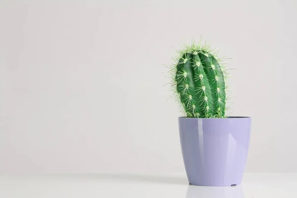 Cactus Vaniglia Pastelli Trendy Colore Foto Stock Royalty Free