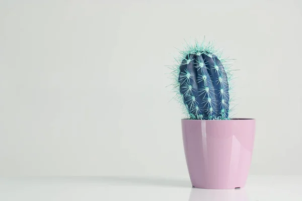 Cactus Vaniglia Pastelli Trendy Colore Foto Stock