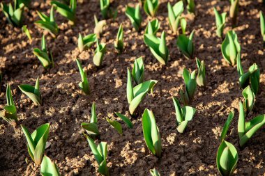 Çiçek tarlasında lale tohumları, yatak. Çıplak toprak, toprak, filizler dama tahtası şeklinde filizlendi. Bahar, Nisan, çiçek tarlasına ilk bitkiler. Gençlik alegorisi. Doku.