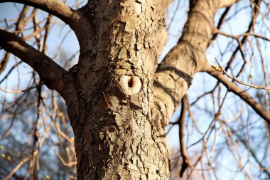 Güneşli bir günde baharda yaşlı bir ağacın gövdesi. Ağaç kabuğunda bir oyuk şeklinde büyür. Eski kestane, ağaçtaki tomurcuklar. Bahar, doğanın uyanışı. Mavi gökyüzü. Doku, arkaplan.
