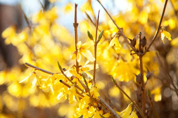 Sárga Forsythia Áprilisban Virágzik Tavasz Természet Ébredése Első Virágok Sárga — Stock Fotó