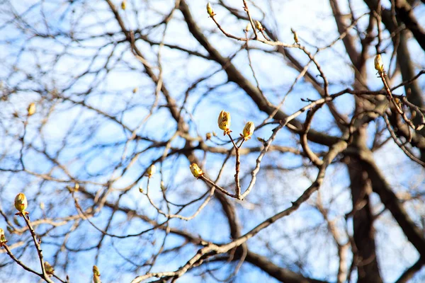 Primavera Despertar Das Árvores Sono Buds Uma Árvore Castanha Brotação — Fotografia de Stock