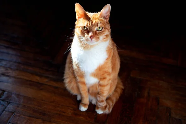 Eine Schöne Rot Gestromte Katze Der Sonne Vor Dem Alten — Stockfoto