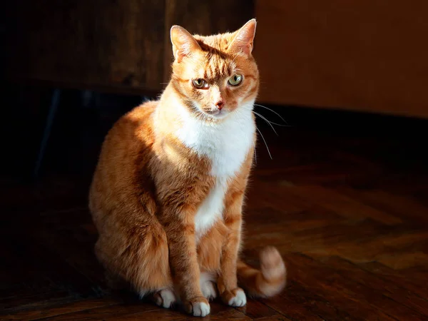 Ginger Tabby Gato Sol Fundo Piso Parquet Velho Animais Estimação — Fotografia de Stock