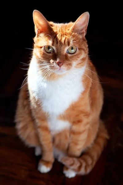 Porträtt Vacker Röd Tabby Katt Solen Mot Den Gamla Parkettgolvet — Stockfoto