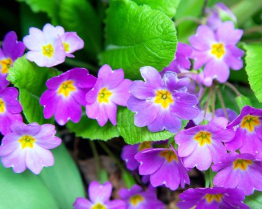 Bahar çiçekleri. İlkbaharda mor leylak desenli narin çiçekler. Duvar Kağıdı.